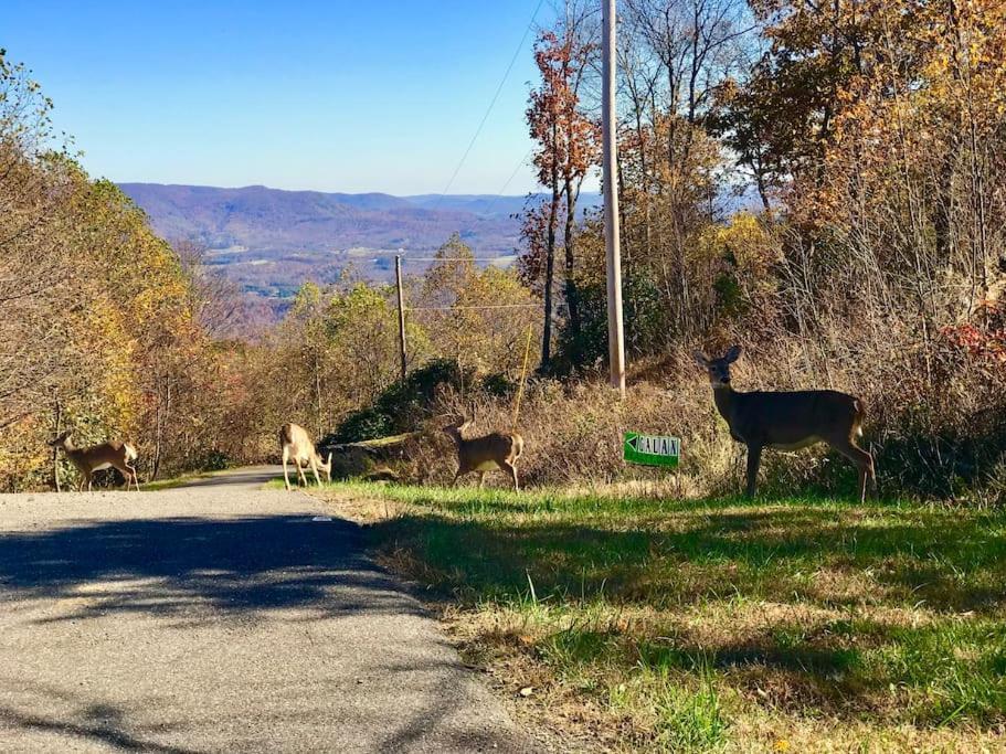 Blue Ridge Parkway Panoramic Paradise-60 Mile View Fancy Gap Exterior photo